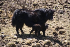 Jakmama und Jakbaby Jakmama und Jakbaby