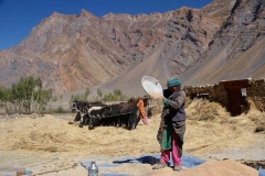 Erntezeit in Zanskar