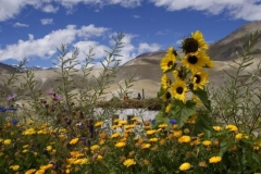 Camping in Mitten von Sonnenblumen Camping in Mitten von Sonnenblumen
