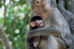Affenmutter und ihr Baby.