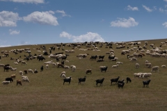 Schafe und Geissen soweit das Auge reicht