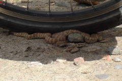 Dieser Schlange ist es zu wohl neben unserem Reifen. Weder Kieselsteine noch Wasserspritzer mögen sie zu vertreiben. Aber solange sie uns nicht ein Loch in den Reifen beisst... ;-)