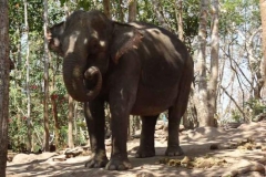 Arbeits-Elefant in der verdienten Mittagspause
