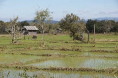 Reisfelder