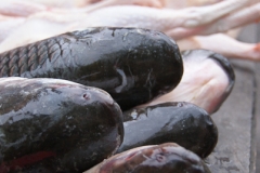 Fische, Hühnerbeine und was man sonst so zum kochen braucht, gibts auf dem Markt.