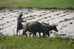 Wasserbüffel werden für die Feldarbeit eingesetzt.