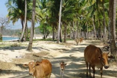 Kühe im Strandparadies